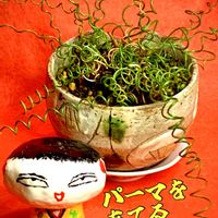 タンポポの綿毛,ラセンイ,ラセンイ(螺旋藺),盆栽,小品盆栽の画像