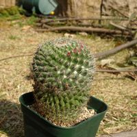マミラリア 霧墨,多肉植物,観葉植物,100均,ダイソーの画像