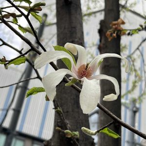 コブシ,知るって楽しいの画像