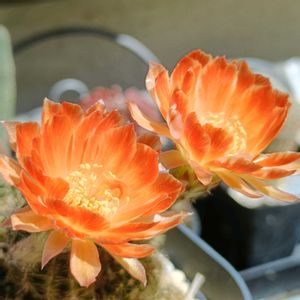 サボテンの花,ロビビア属の画像
