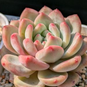 多肉さん,多肉大好き,可愛い,多肉植物のある暮らし, サボテンの画像