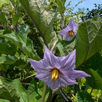ブルーハイビスカス,セリンセ・マヨール,ナス,ショカッサイ,季節のお花の画像