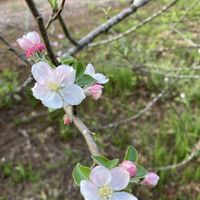 ブルーベリー,山椒,ロウヤガキ,リンゴの花,シロバナヤマブキ(白花山吹)の画像