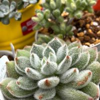 セトーサ,雷童錦,もけもけ,いいね❤ありがとうの画像