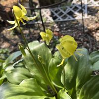 カタクリ,ムスカリ,水耕栽培,花のある暮らし,小さな庭の画像