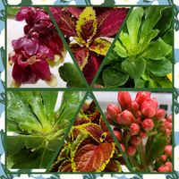 コリウス,八重咲きカランコエ,レウィシア エリーゼ,レウィシア 恋花火,カランコエ ドリーQ2の画像
