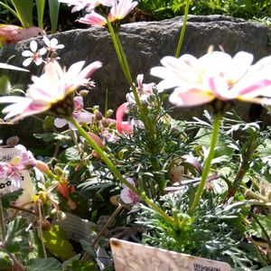 ガーデニング,癒し,花のある暮らし,緑のある暮らし,ハーブのある暮らしの画像