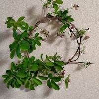 アケビ,リース,つる性植物,いけばな,生花の画像