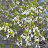 ハナミズキ,スキミア ルベラ,イロハモミジの花,どうだんつつじの花,小さな庭　2025.4月の画像
