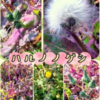 山椒,ノヂシャ,ハルノノゲシ,꒰ღ˘◡˘ற꒱かわゅ~,GSのみなさんに感謝♡の画像