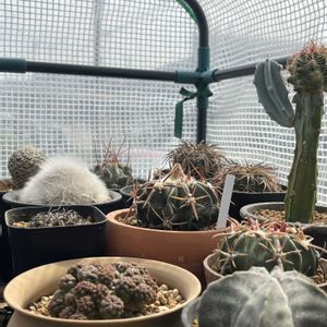 サボテン,簡易温室,植欲,ベランダ園芸,家庭園芸の画像