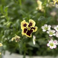 ビオラ,庭人さんビオラ,ガーデニング,ビオラ・パンジー,庭人さんの画像