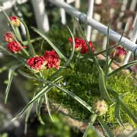 チューリップ,サギナ,アイリッシュモス,サマンサ,原種チューリップ　サマンサの画像