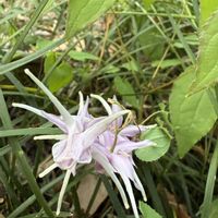 イカリソウの画像