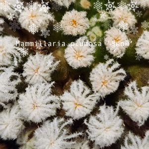 サボテン,縮玉,牡丹玉,マミラリア 白星,ギムノカリキウム フリードリヒの画像