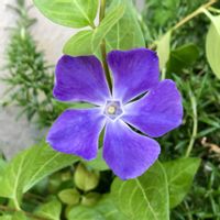 かぶと,吉祥草,大輪 中国 ミツマタ,つるにちにちそう,買物メモの画像