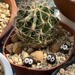 サボテン,スミレ,名前を教えて,元気に育ててますよ,庭の画像