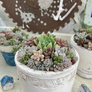 寄せ植え,多肉寄せ植え,リメ鉢,サビサビ,可愛いの画像