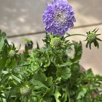 スカビオサ,鉢植え,つぼみ,花のある暮らし,薄紫色の花の画像