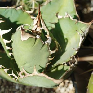 ハオルチア,多肉植物,観葉植物,塊根植物,サボテン科の画像