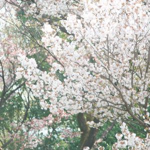 ハオルチア,多肉植物,観葉植物,塊根植物,サボテン科の画像