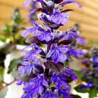 アジュガ,可愛い,花のある暮らし,iPhone撮影,世界平和の画像