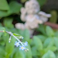 キュウリグサ,天使,小さな花,お花,水色の花の画像