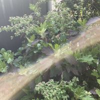 スキミア,つるバラ コーネリア,お庭の植物,薔薇に魅せられて,スマホ撮影の画像