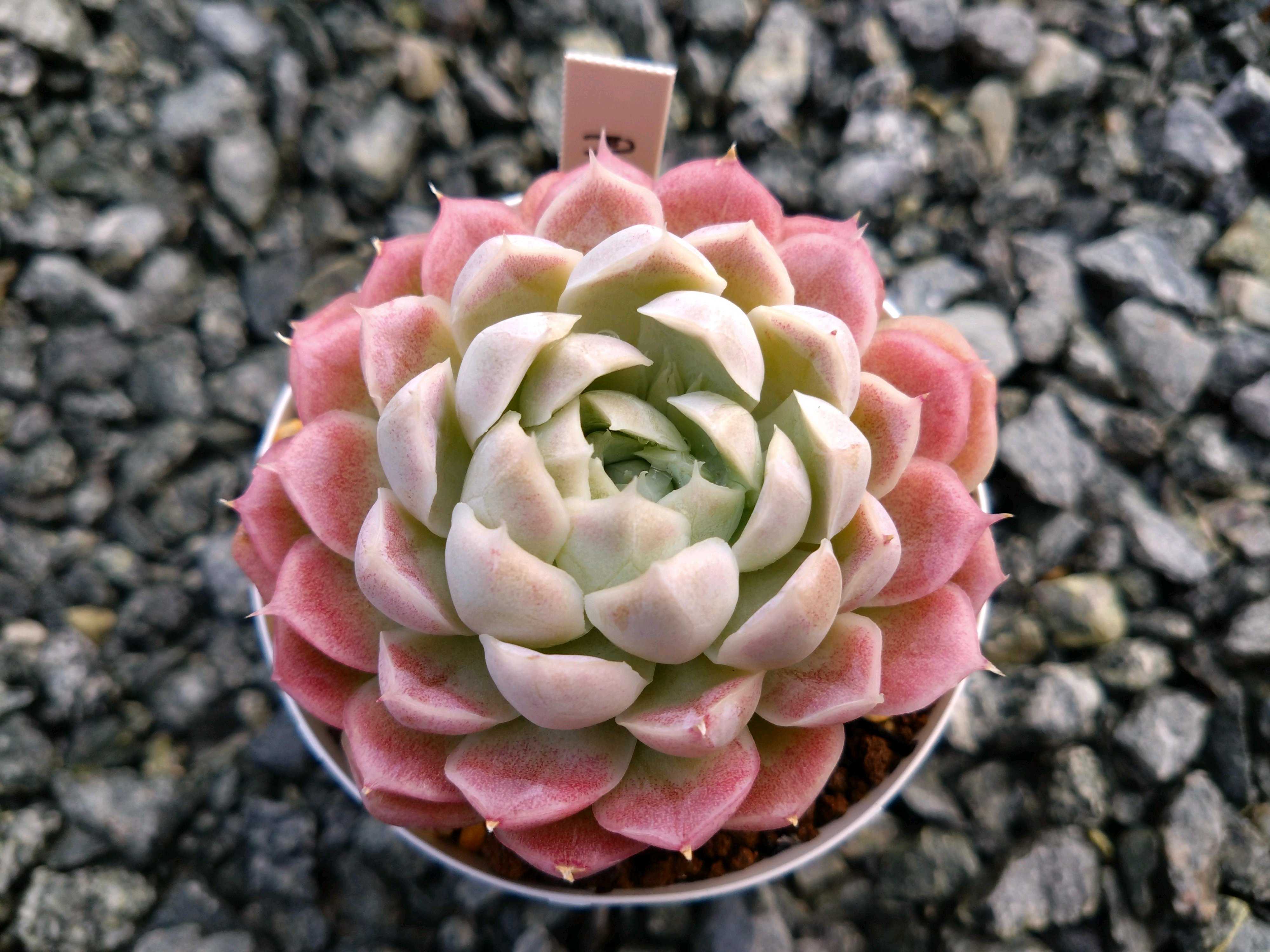 月影の宵の一覧｜🍀GreenSnap（グリーンスナップ）