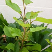 クワ,スイートマルベリー,地植え,花壇,開花の画像