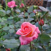 玄関ポーチ,バラ・ミニバラ,バラを楽しむ,咲いてくれてありがとう❤,おうち園芸の画像