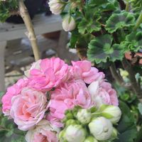 ゼラニウム,ゼラニウム　ロザリア,鉢植えの画像