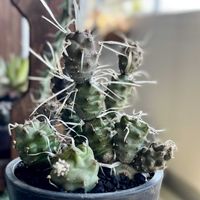 テフロカクタス 武蔵野,テフロカクタス 武蔵野,Tephrocactus Neuquensis,ネウケンシス,多肉植物の画像