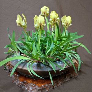 山野草,可愛い〜♡,青紫の花,鉢植え。,癒されての画像