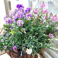 ディアスシア,ビオラ,ディアスシア・ダーラ,寄せ植え,可愛いの画像