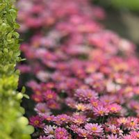 ポピー,寄せ植え,小さな花,ピンクの花,かわいいな♡の画像