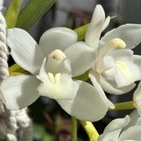 シンビジウム,サラジーン　アイスキャスケード,お花,洋ラン,植物大好きの画像