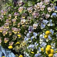 ビオラ,寄せ植え,お花,ビオラ寄せ植え,植物大好きの画像