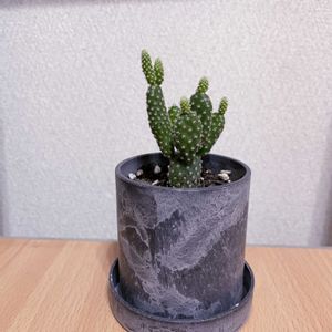 サボテン,キンエボシ,iPhone撮影,リビング・ダイニングの画像