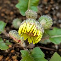 ガーベラ,金魚草ブラック・プリンス,寄せ植え,つぼみ,ビタミンカラーの画像