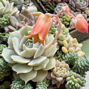 多肉,エケベリア,多肉植物の寄植え,多肉植物の寄植え,ローラの画像