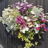 シレネ・ユニフローラ,シレネ・ユニフローラ,ハンギング寄せ植え,リースの寄せ植え,ハンギングの画像