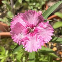ナデシコ,鉢植え,花芽,開花,お花の画像