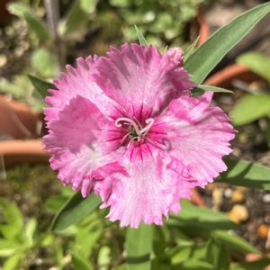 ナデシコ,鉢植え,花芽,開花,お花の画像