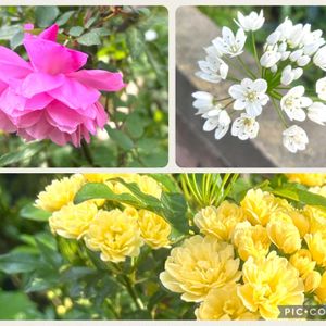 アリウム,モッコウバラ,今日の庭,ばら バラ 薔薇,4月の庭の画像