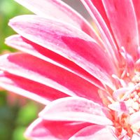 ガーベラ,お花,ピンクの花,今日の花, ガーベラの画像