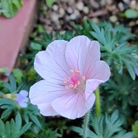 ゲラニウム,地植え,日向,小さな庭の画像