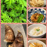 山椒,筍(たけのこ),新芽,我が家の庭,感謝の画像