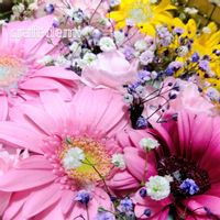 ガーベラ,カスミソウ,ブーケ,花束,季節を感じる暮らしの画像