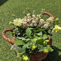 ペチュニア,斑入りタイムドレスホワイト,寄せ植え,ガーデニング,お花の画像